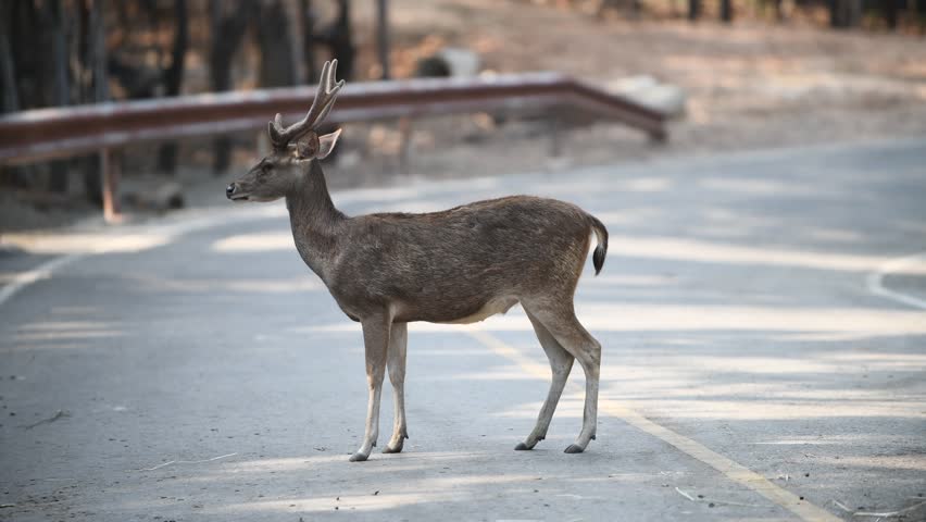 Header of deer