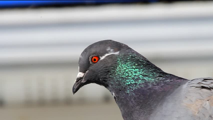 Header of pigeon