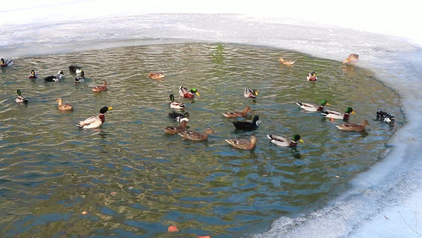 Header of overwinter