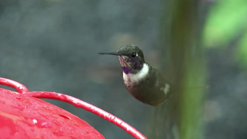 Hd00 22kiwi Bird With Long Beak Drinks Nectar From Red Feeder On