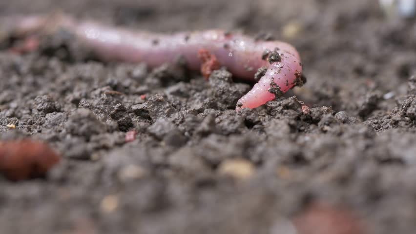 Header of worm