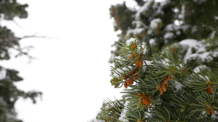 Header of Abies Lasiocarpa