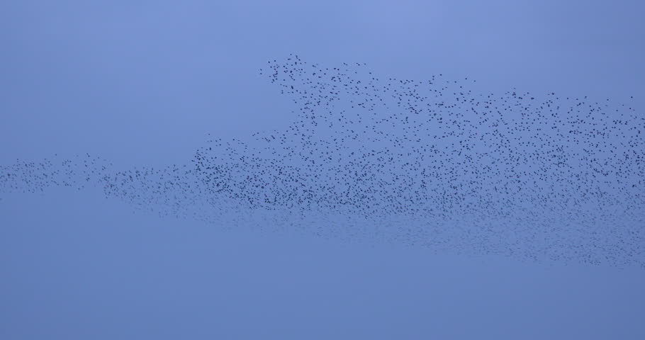 Header of murmuration
