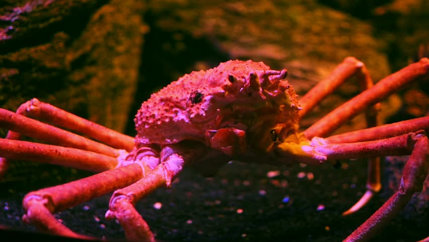 Header of Alaska Crab