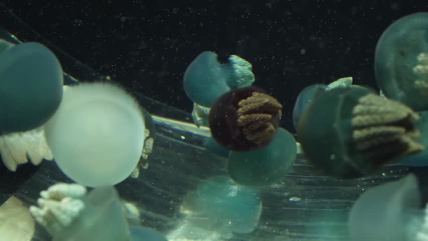 Header of blubber