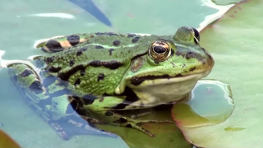 Frog Stock Footage Video (100% Royalty-free) 3412970 | Shutterstock