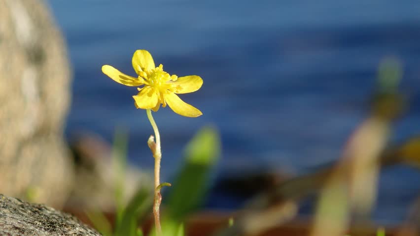 Header of spearwort