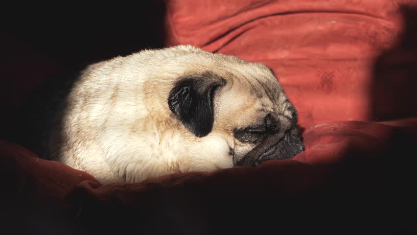 Pug Waking Up On Couch Stock Footage Video 100 Royalty Free