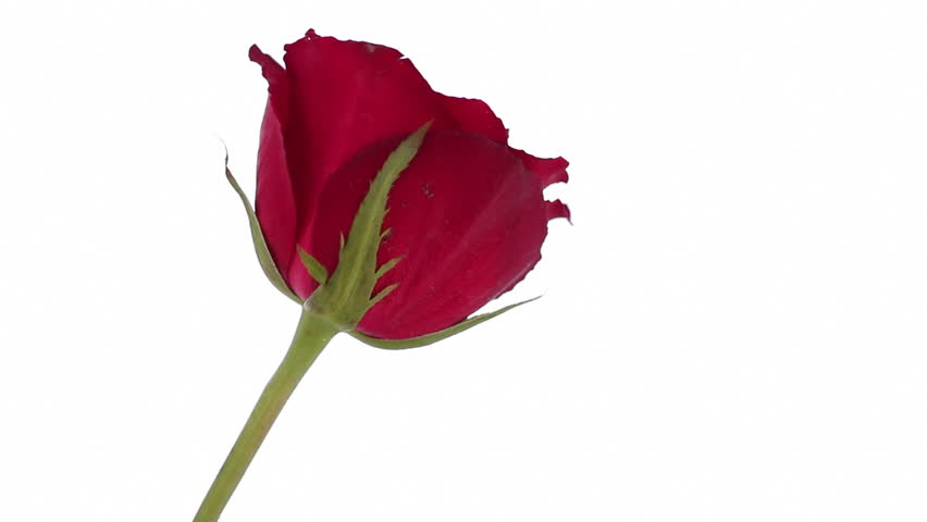 Falling Rose. Close Up. Stock Footage Video (100% Royalty-free) 3555710 ...