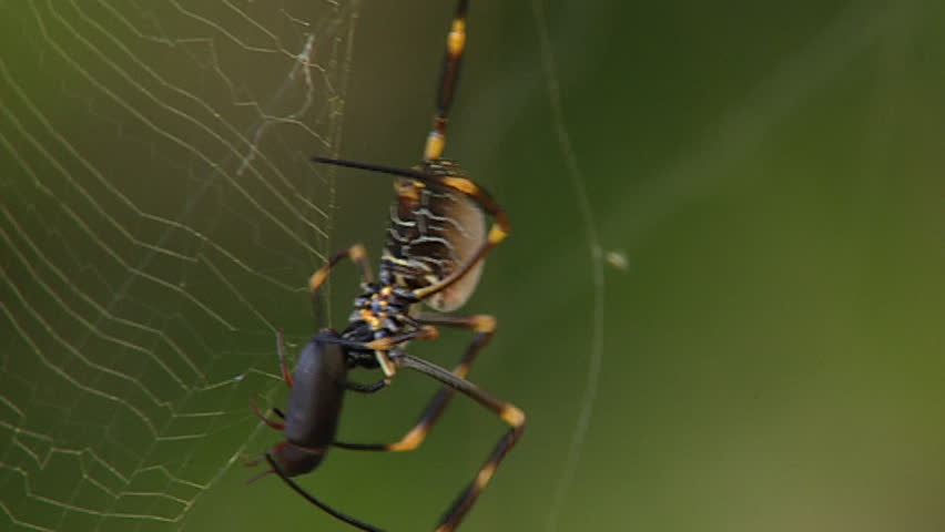 Header of Nephila