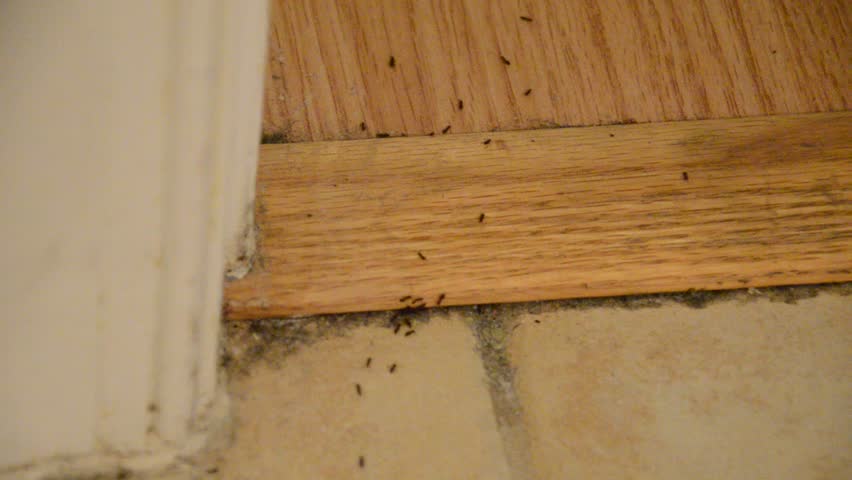 House Infested With Ants On Stock Footage Video 100 Royalty Free House Infested With Ants On Floor Tiles Carpet And Wood Floors