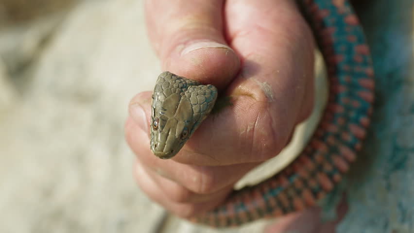 Stock video of two frames: copperhead is in water | 3682100 | Shutterstock