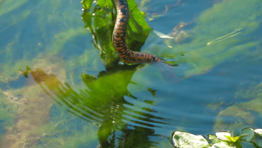 Header of copperhead