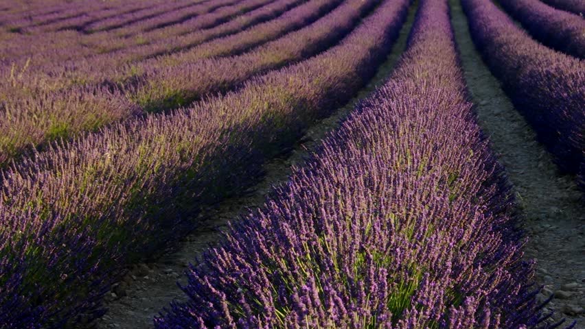 Header of lavender