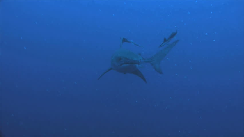 tiger shark 動画素材 3729386 shutterstock