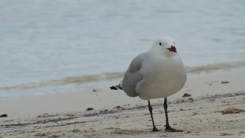 Header of Audouin's gull