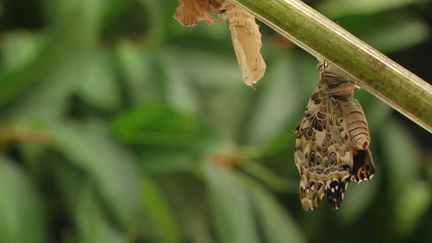 Header of meconium