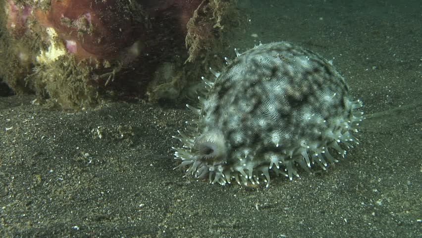 Header of cowrie