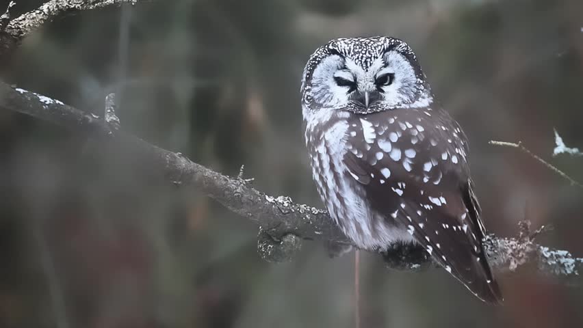 A Boreal Owl, Aegolius Funereus, Stock Footage Video (100% Royalty-free ...