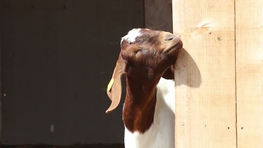 Mommy And Baby Goats Content In Grassy Farm Pen Stock Footage Video ...