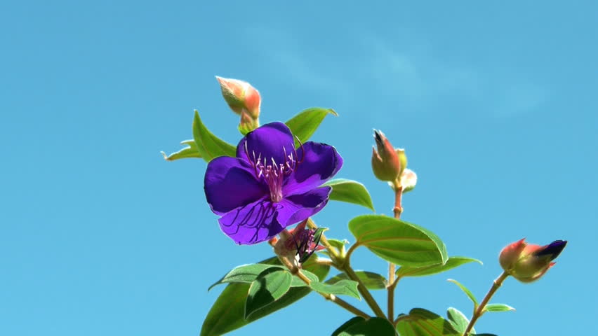 Header of Tibouchina