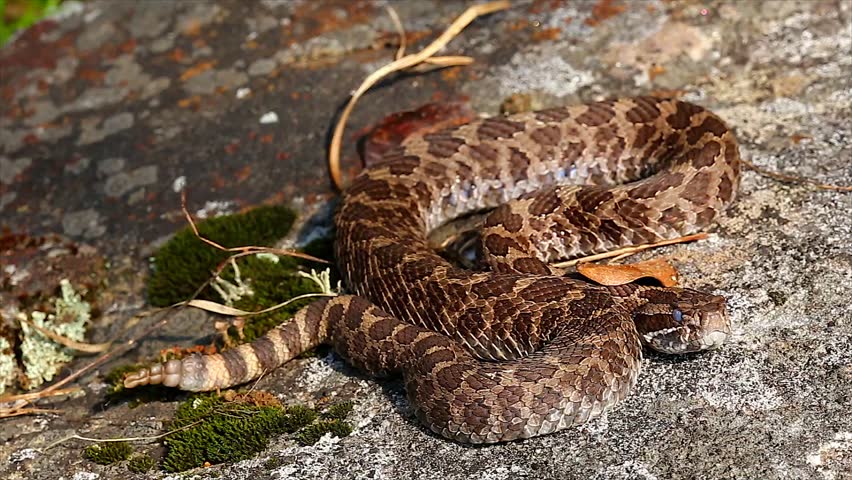 Massasauga Rattlesnake Rattles And Flicks Tongue In Canada. This Is A ...