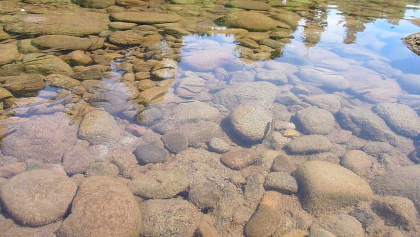 A School Of Minnows Swimming Stock Footage Video 100 Royalty Free A School Of Minnows Swimming In Shallow River Bed