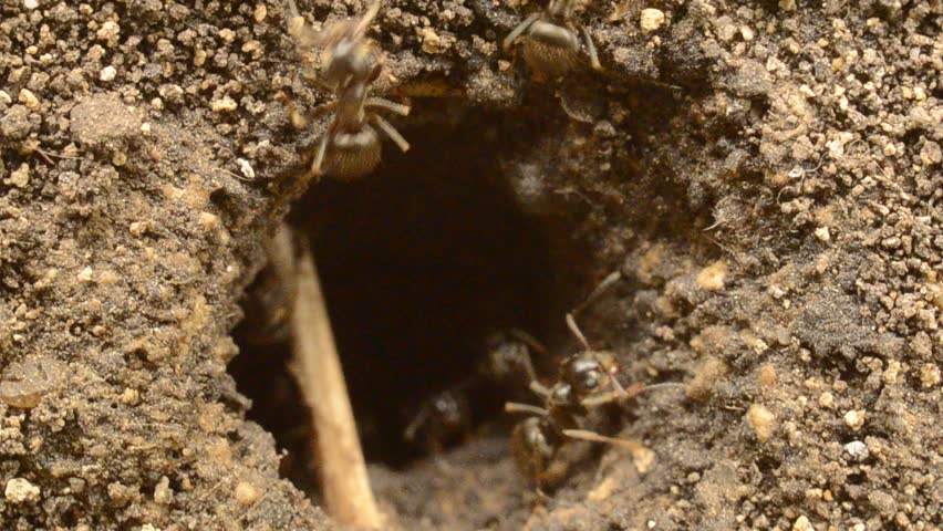 cum-aunty-ants-in-cunt