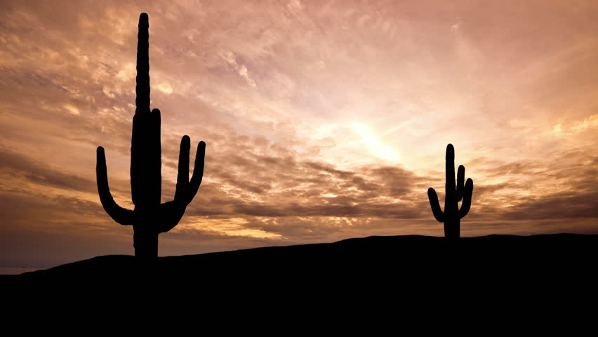 Header of saguaro