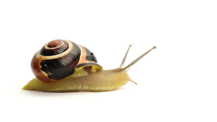 Header of slug