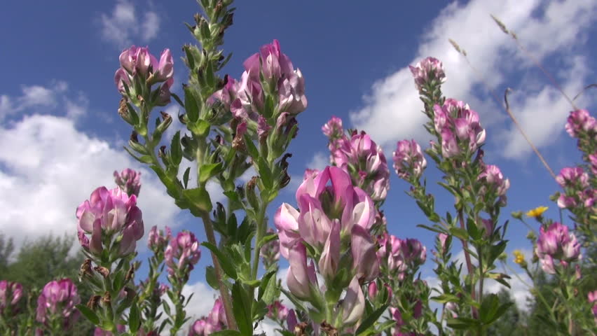Header of restharrow
