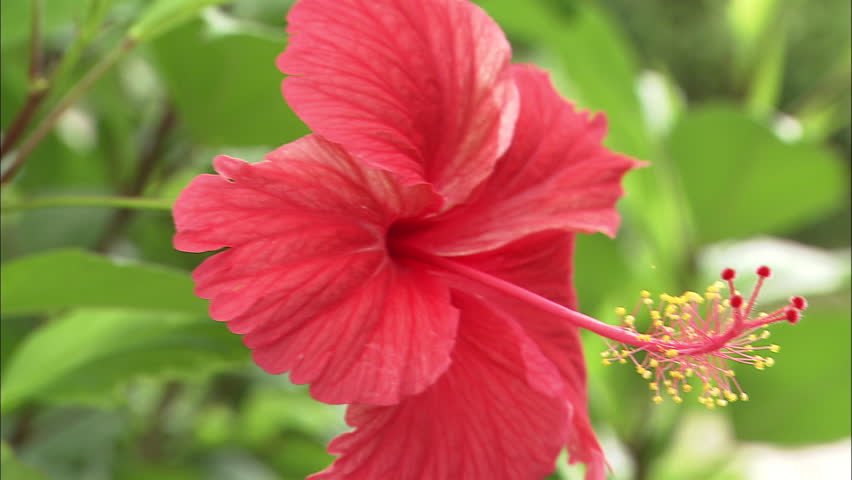 Header of guana