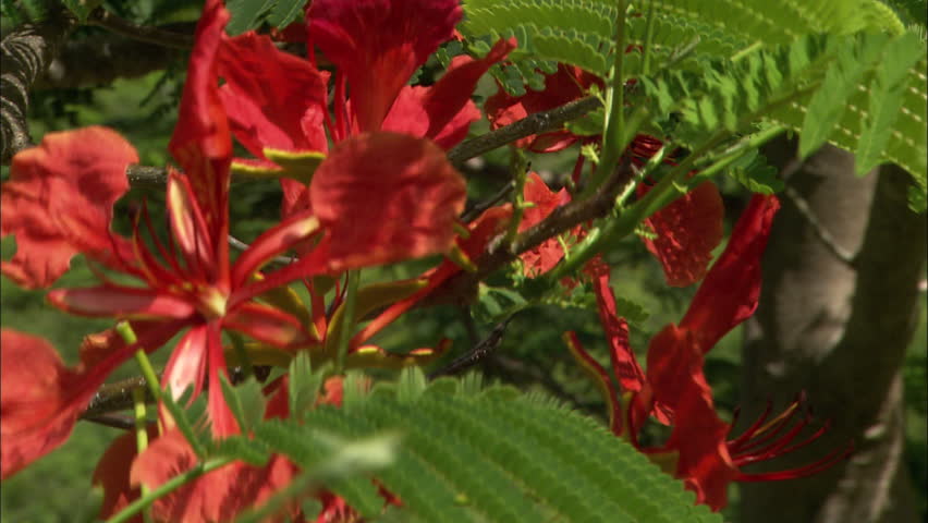 A Bush In Bloom Covered Stock Footage Video 100 Royalty Free A Bush In Bloom Covered Vibrant Tropical Flowers Guana British Virgin Islands