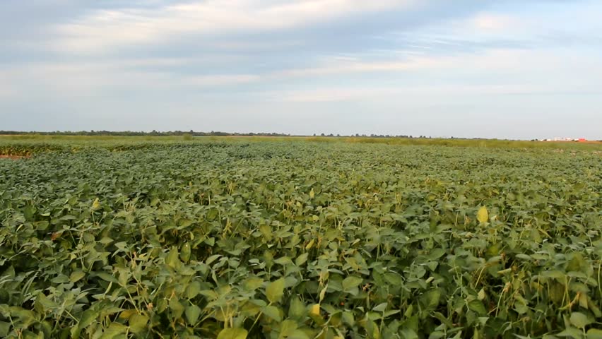 Field beans. Перцевое поле фото. Veg field. The Vegetable fields are hot in Summer.