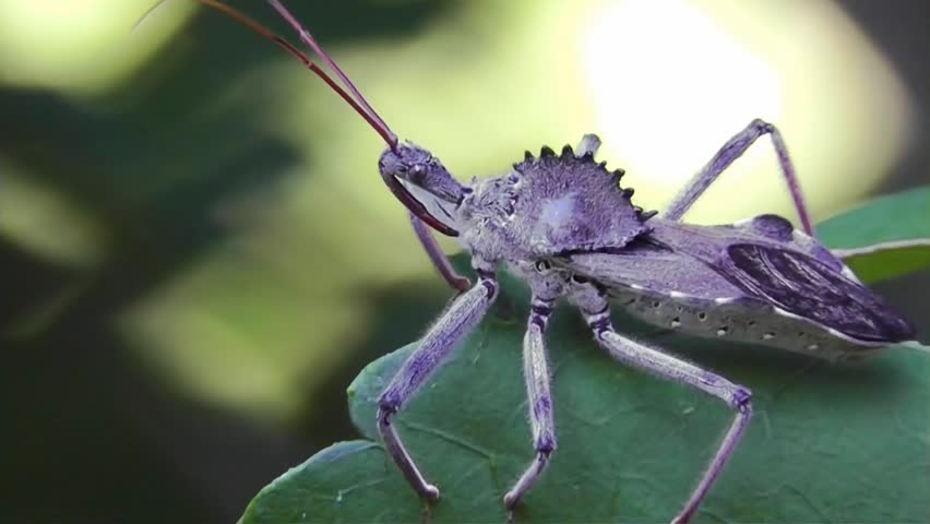 The Alien Looking Assassin Bug Stock Footage Video (100% Royalty-free ...