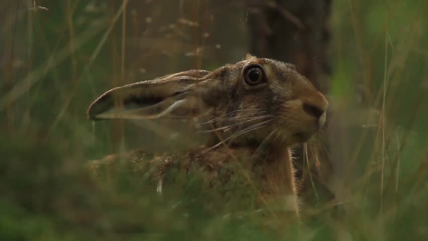 Header of hare