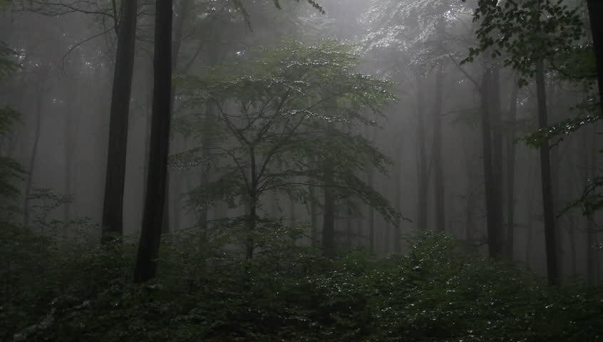 Foggy Forest With Rain Drops Sound Stock Footage Video 4560704 ...