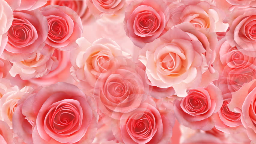 Rose Flower Backgrounds Stock Footage Video 460297 | Shutterstock