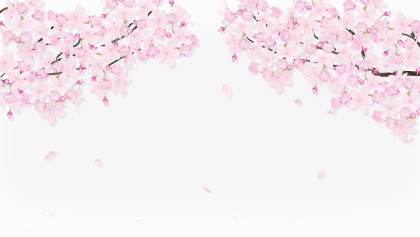 Falling Petals On The Cherry Blossom Arch Frame Stock Footage Video