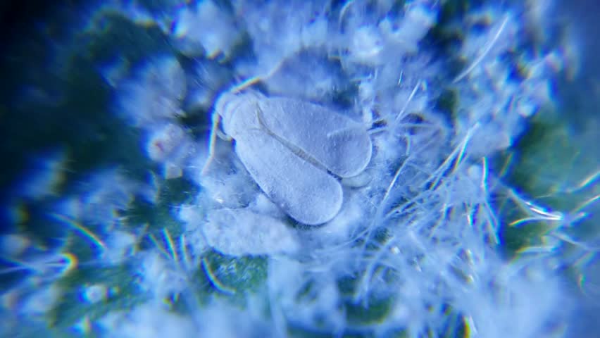 Header of Aleurothrixus floccosus