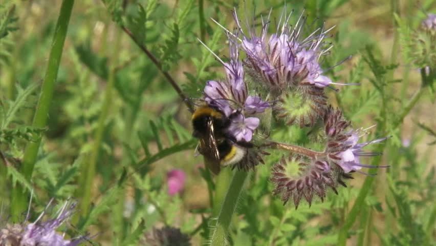 Header of insectary