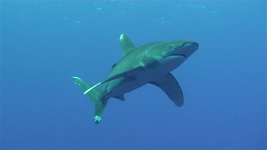 An Oceanic White Tip Shark Stock Footage Video (100% Royalty-free ...