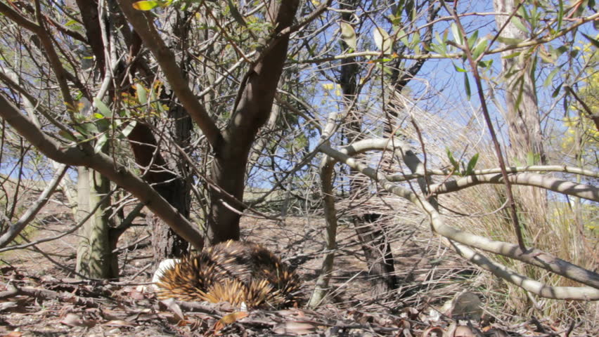 Header of monotreme