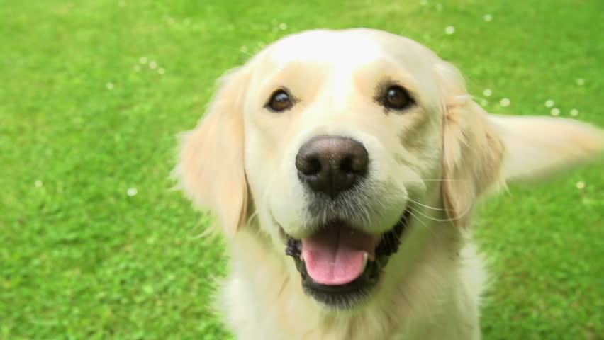 Smiling Dog Stock Footage Video | Shutterstock