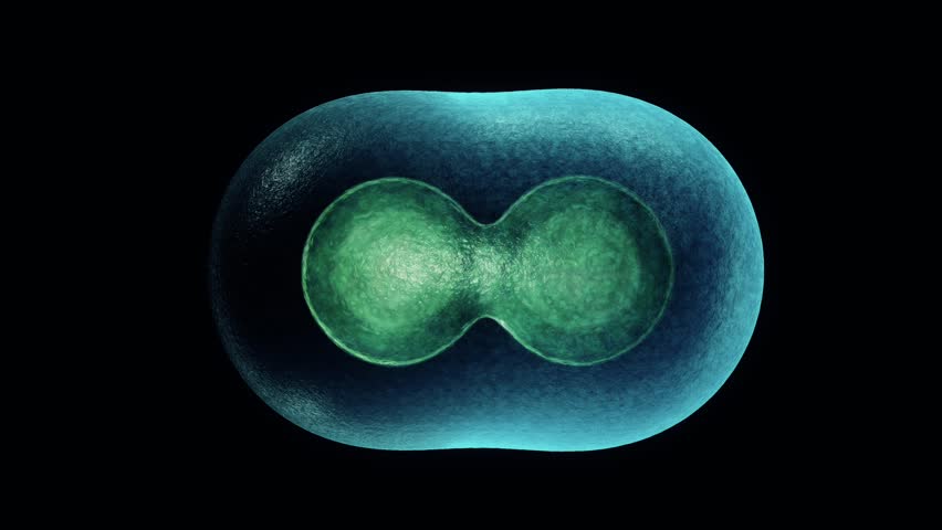 Cell Division Stock Footage Video 4607525 | Shutterstock