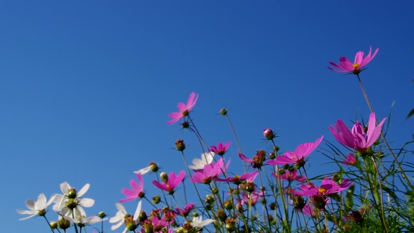 Header of cosmea