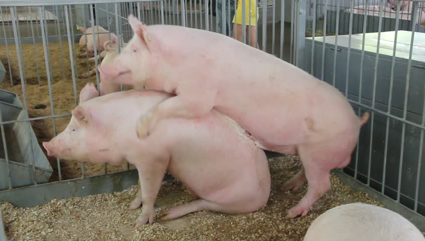 Pigs Sex at Livestock Farm Stock Footage Video (100% Royalty-free) 4942010  | Shutterstock