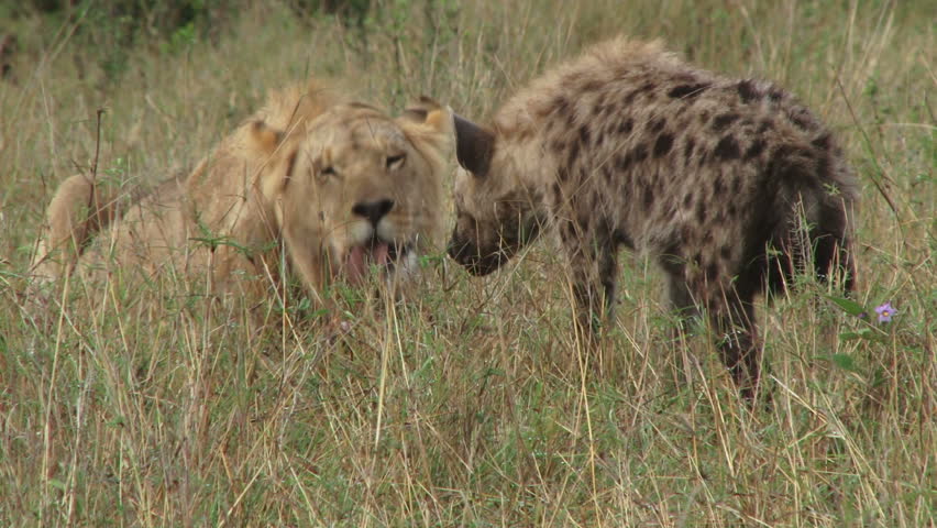 Hyena eating Stock Video Footage - 4K and HD Video Clips | Shutterstock