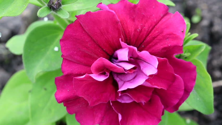 Bougainvillea Flowers Bloom In A Tropical Rainforest ...