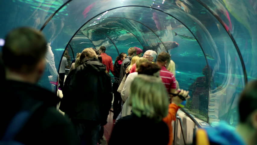 Barcelona Spain 10 2017 People Watching Fish And Shark In Barcelona Spain 10 2017 People Watching Fish And Shark In Aquarium Stock Footage Video 5097830 Shutterstock